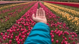 Viaje grupal  magia de los tulipanes 
