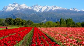 Viaje a Bariloche y campo de Tulipanes 