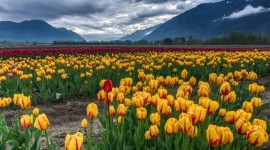 Viaje a Tulipanes, Bariloche y Esquel